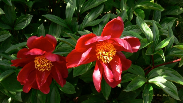 Bois des Moutiers (10) Juin 2012